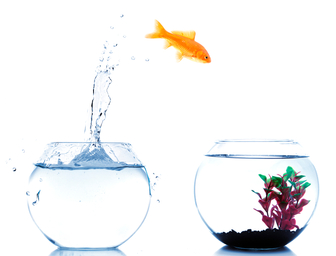 Image of goldfish jumping into a new fishbowl